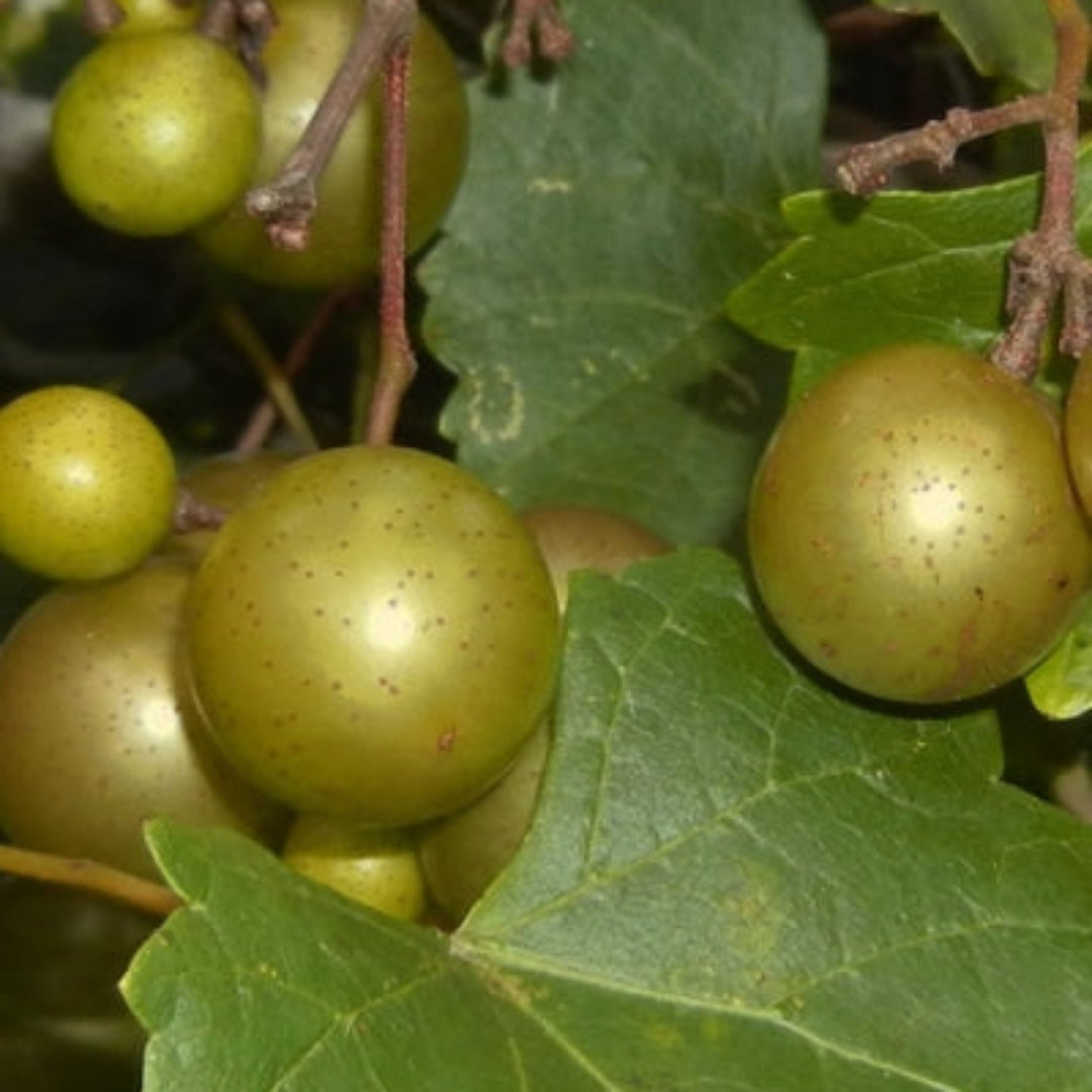 Summit Muscadine