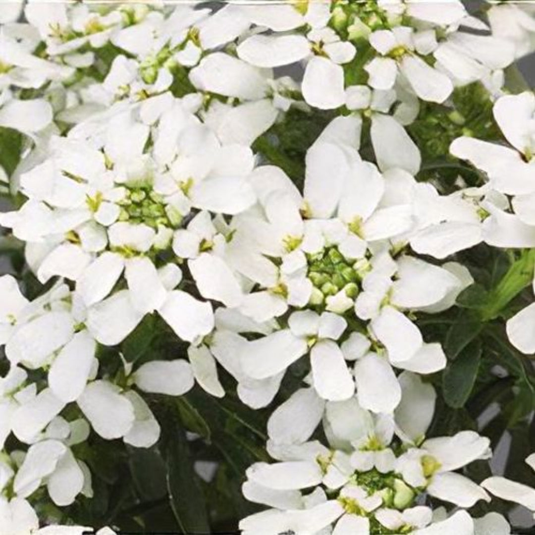 Iberis sempervirens &