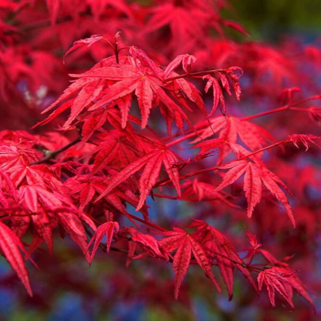 Red Japanese Maple