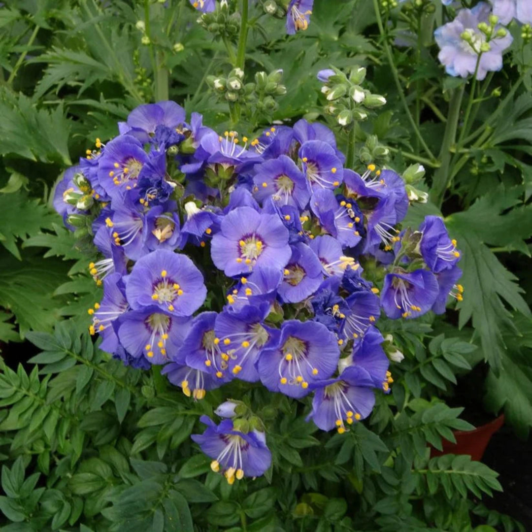 Polemonium boreale &