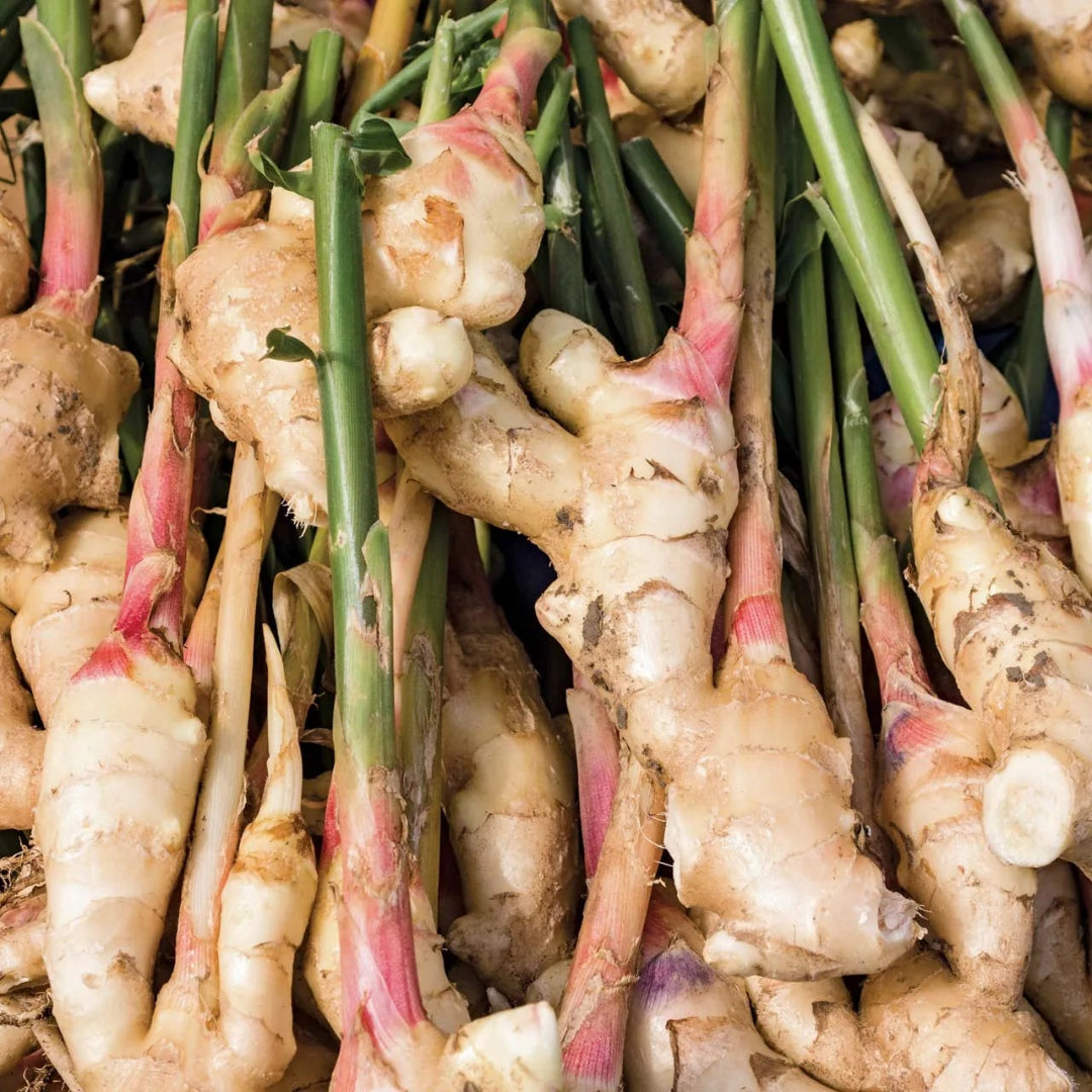 Ginger Zingiber Officinale aka True Ginger