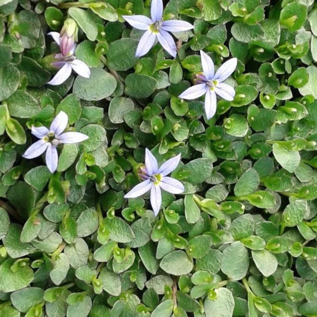 Pratia pedunculata &