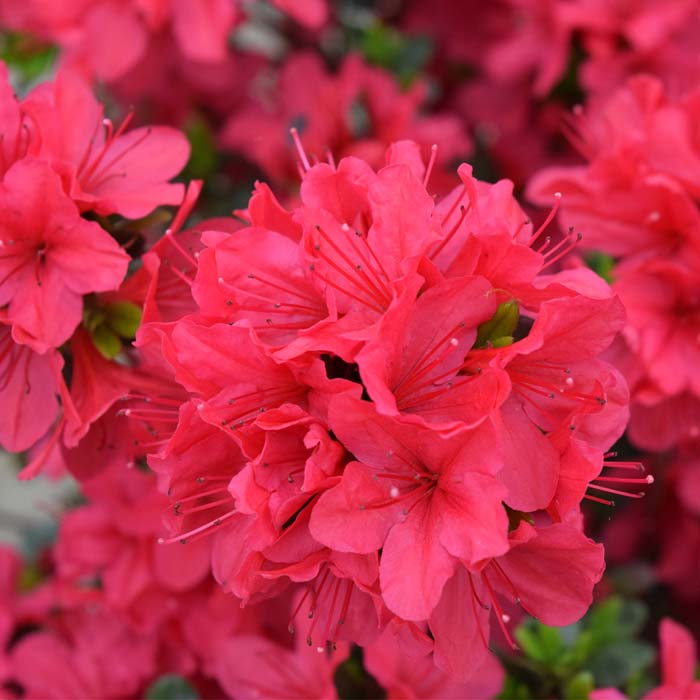 Hino-Crimson (Hybrid) Azalea