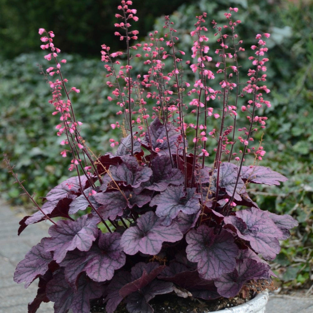 Heuchera x villosa Grape