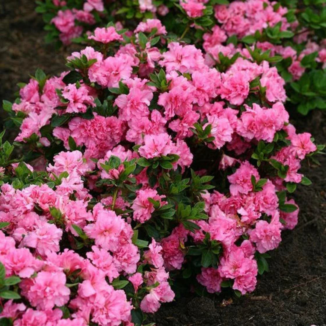 Pink Adoration Rebloom Azalea