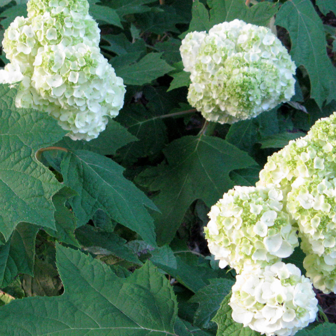 Harmony Oakleaf Hydrangea