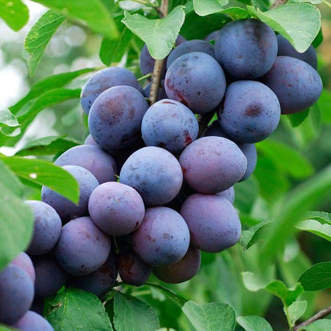 Early Blue Plum