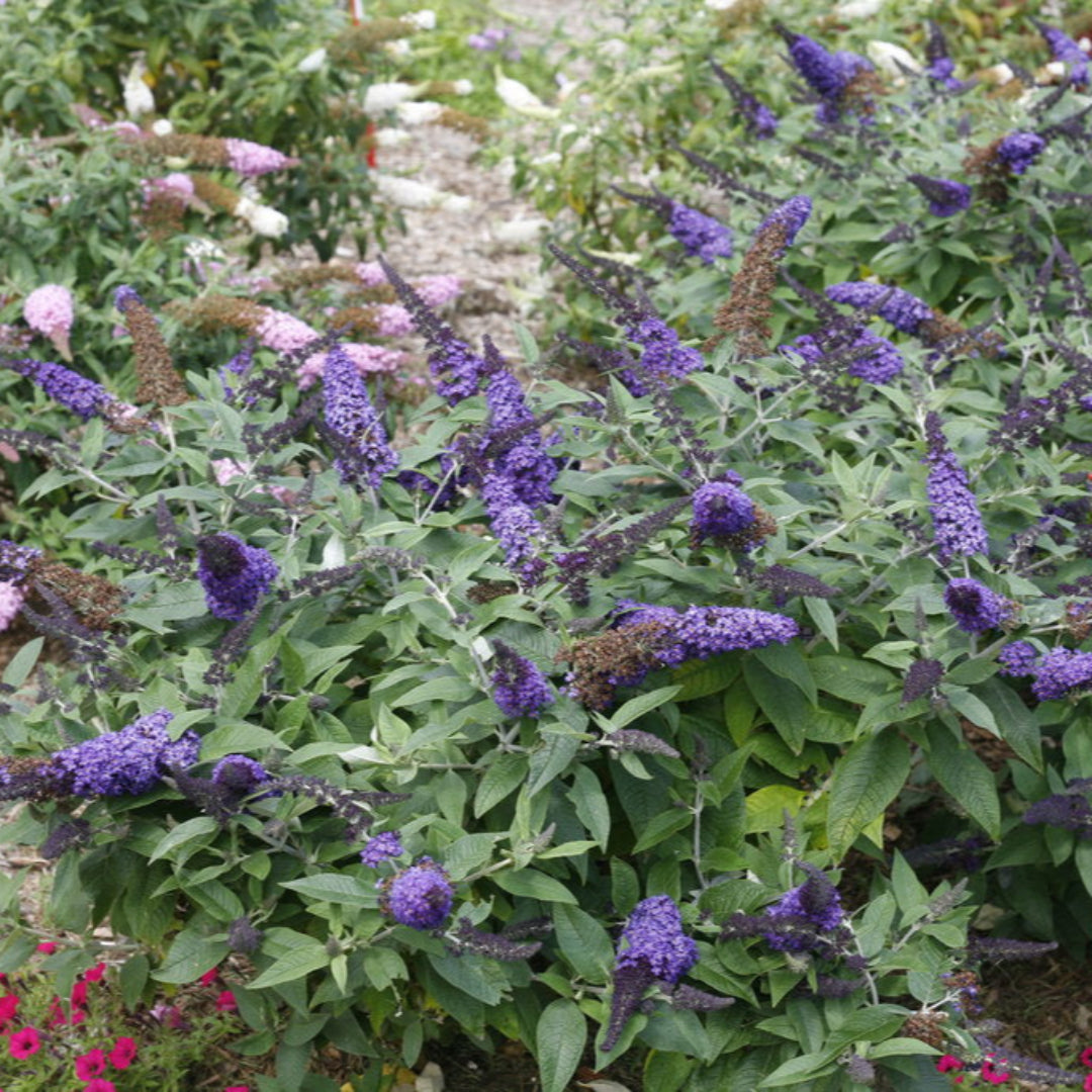 Buddleia Pugster Blue Butterfly Bush