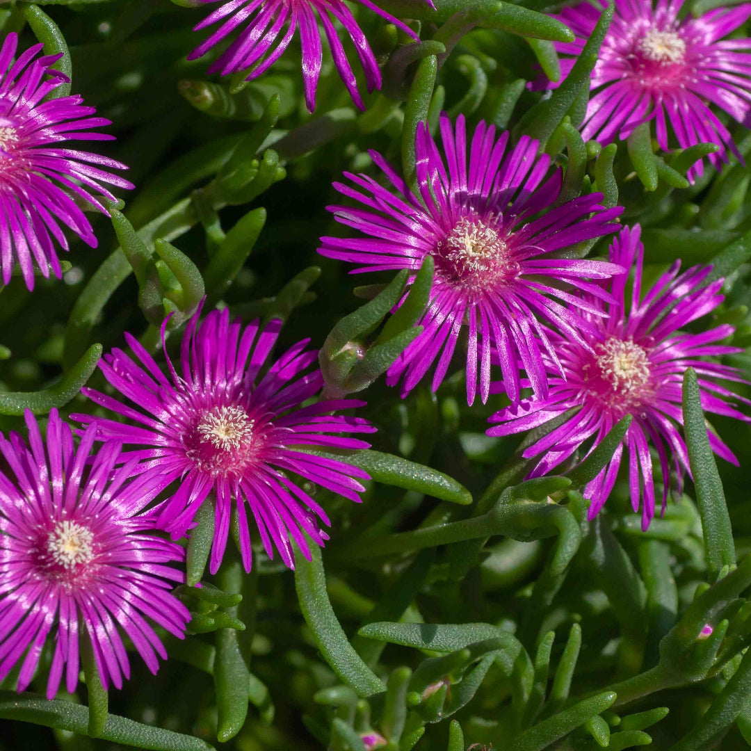 Delosperma cooperi &