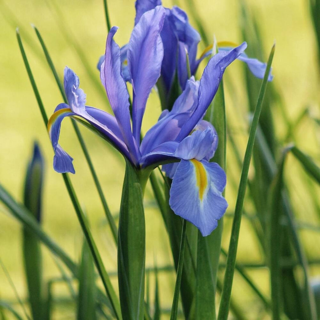Blue Iris