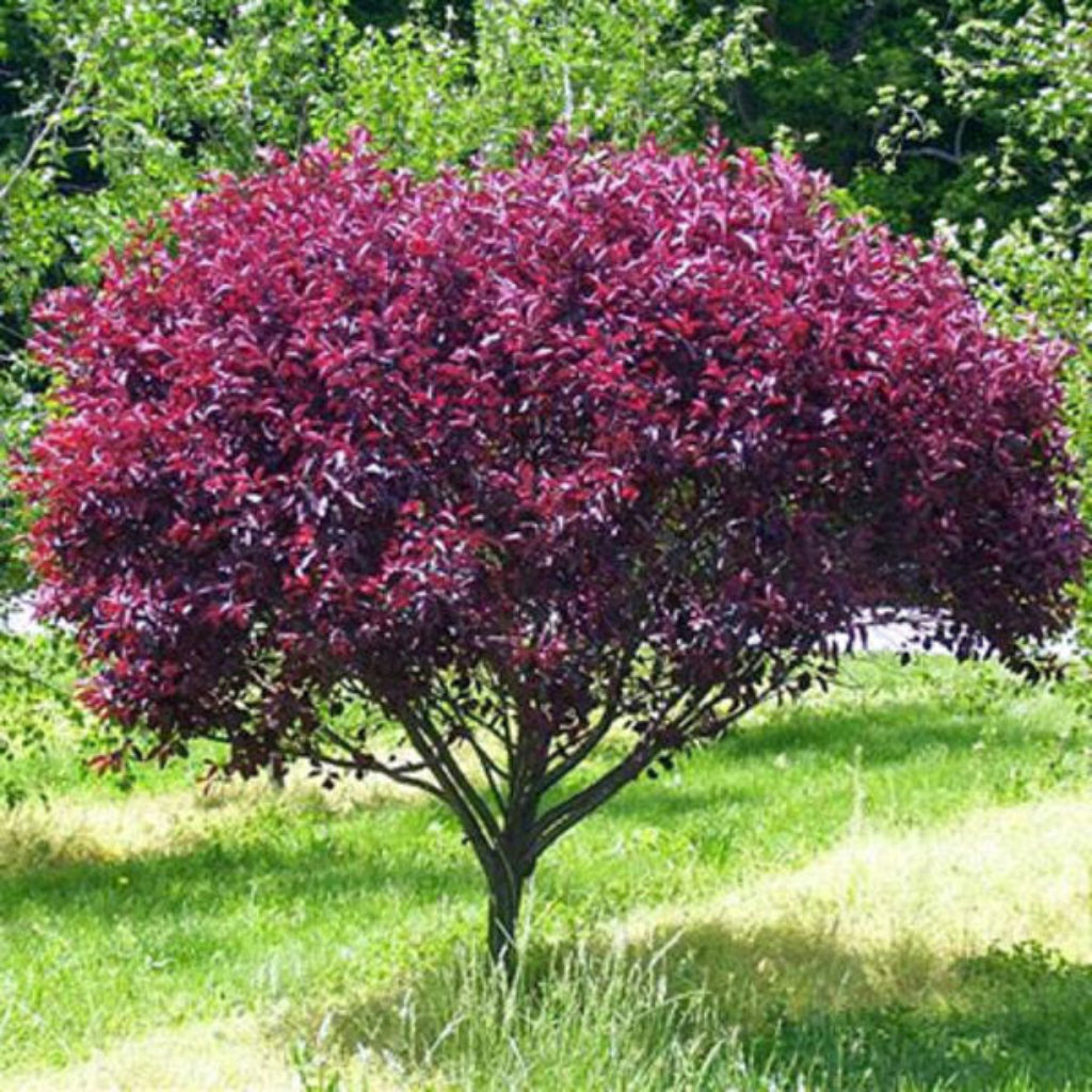 Purpleleaf Sand Cherry