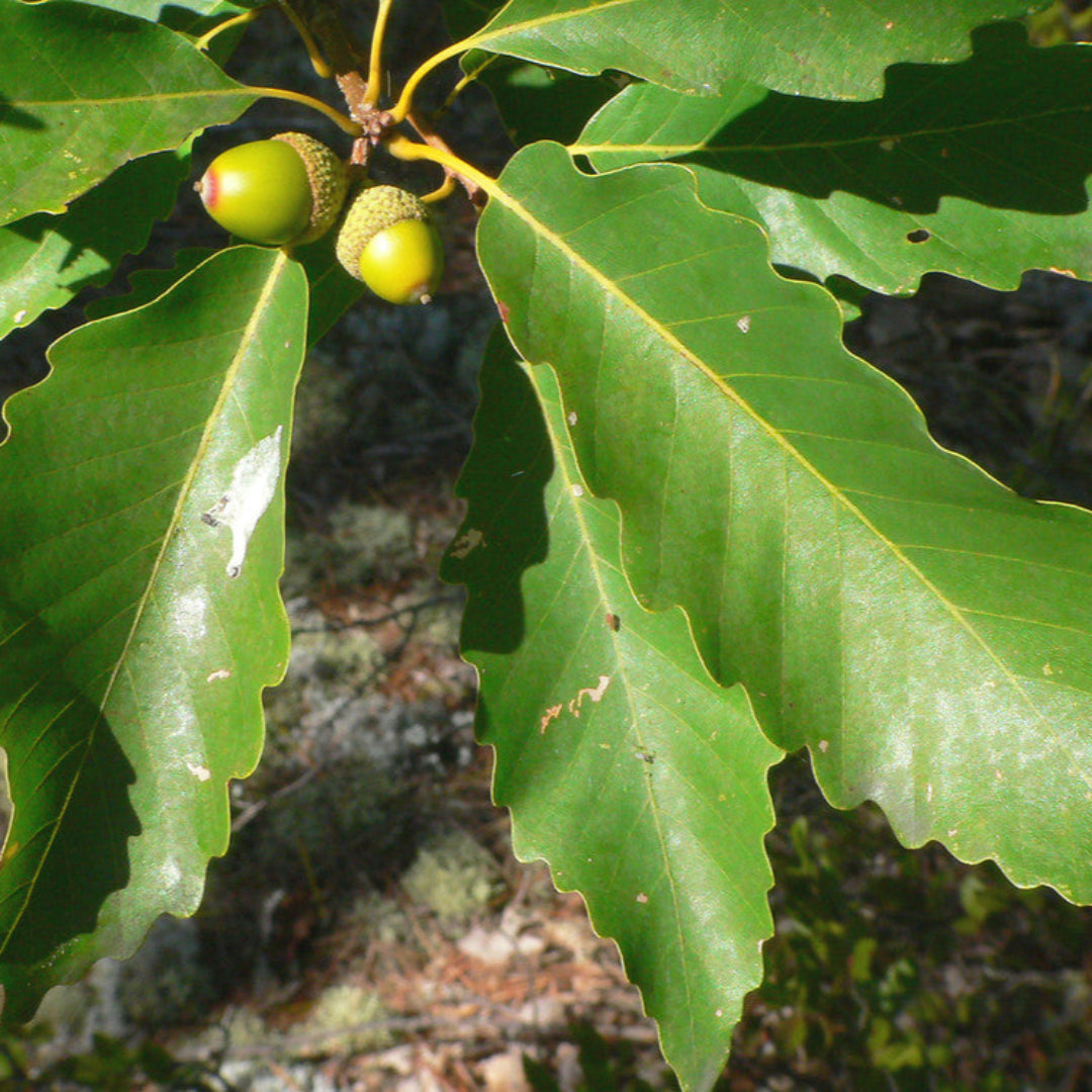 chestnut oak Tree ( Spring Pre-Order )