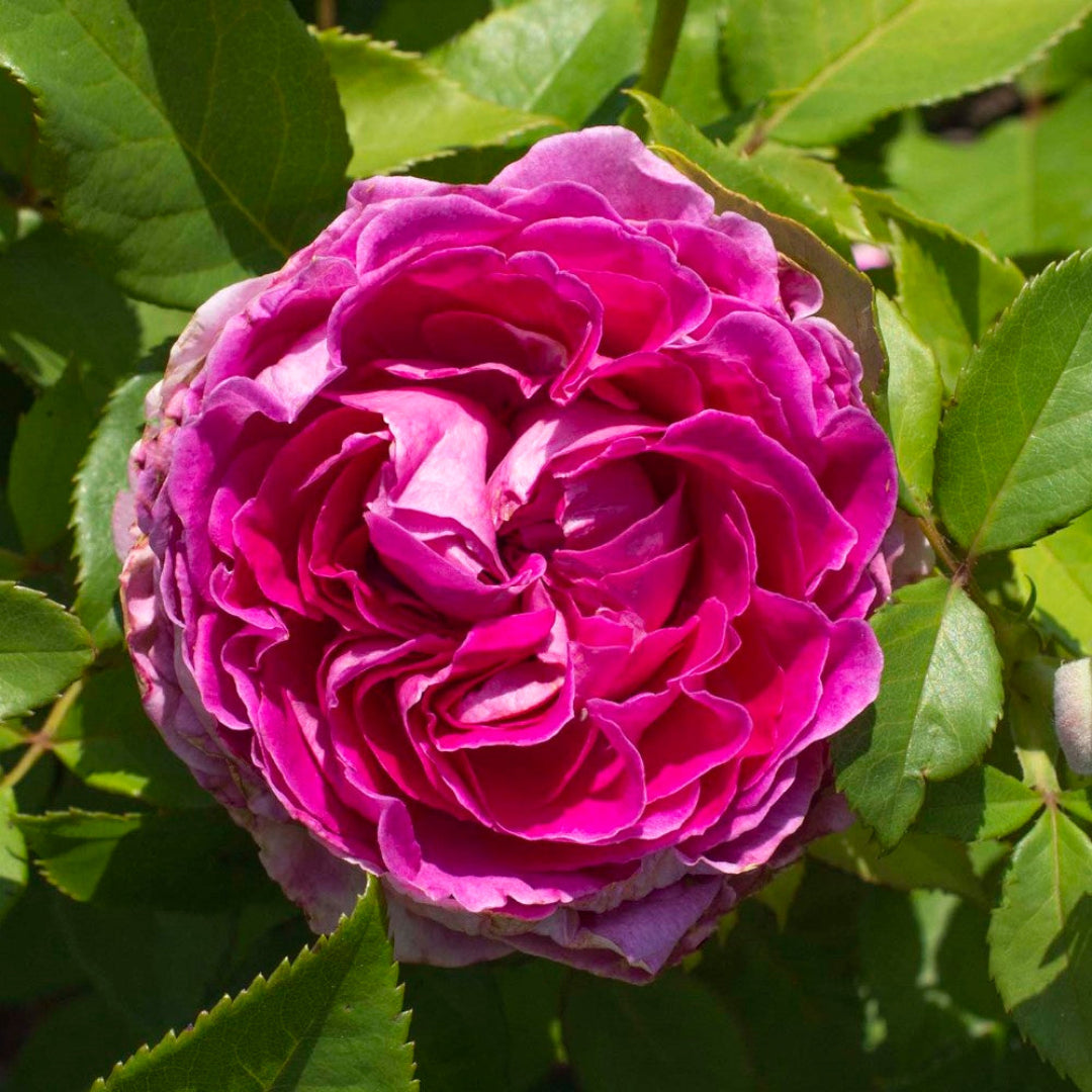Raspberry Cupcake Rose