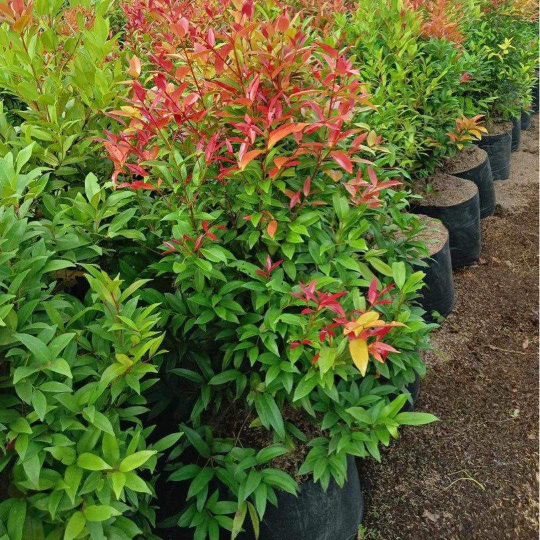 Red Leaf Tea Plant / Shrub