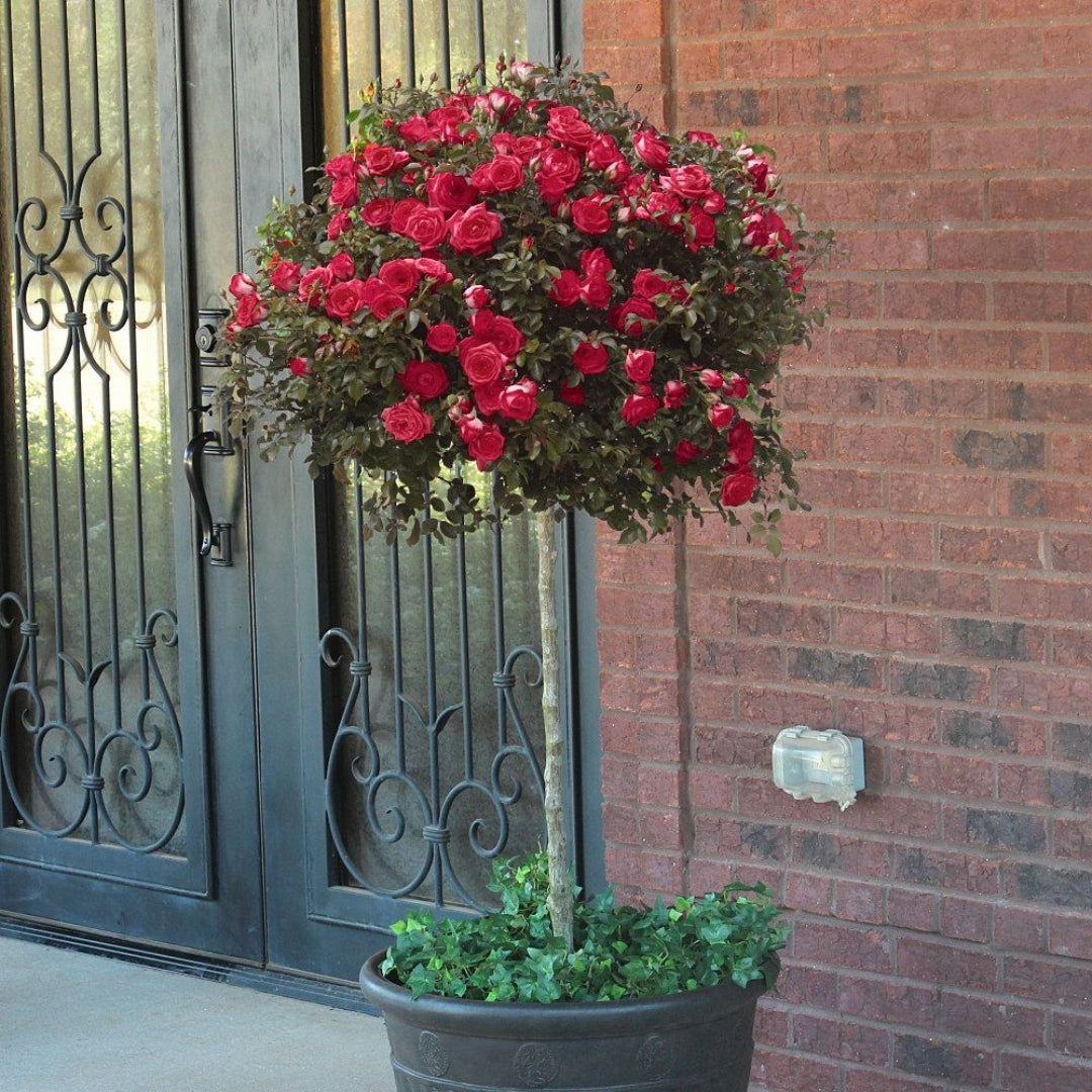 Red Drift Rose (Tree Form)