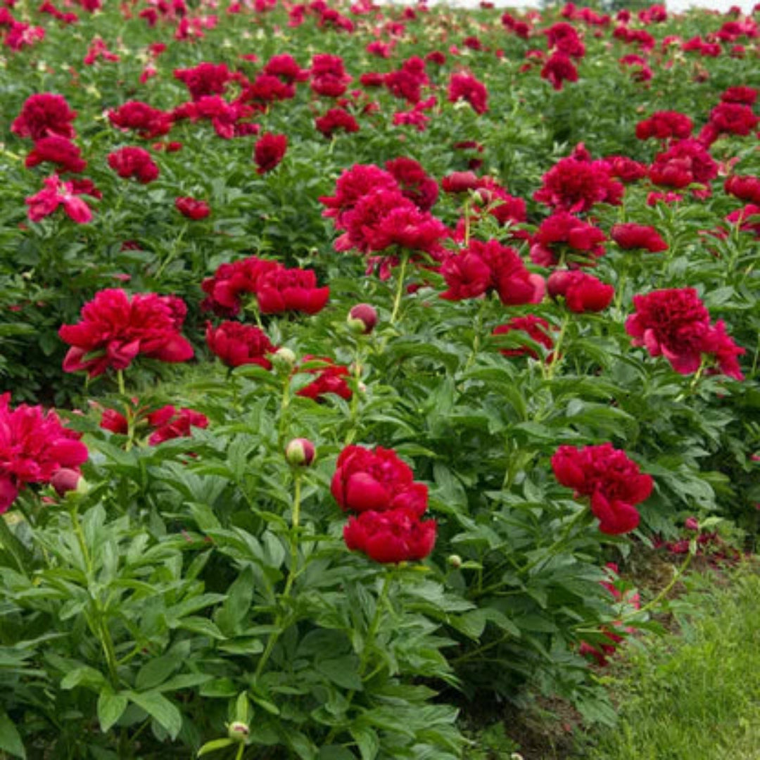Peony Red Magic