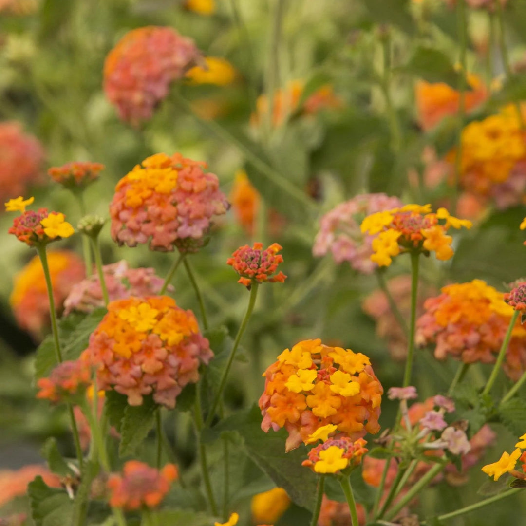 Lantana camara &