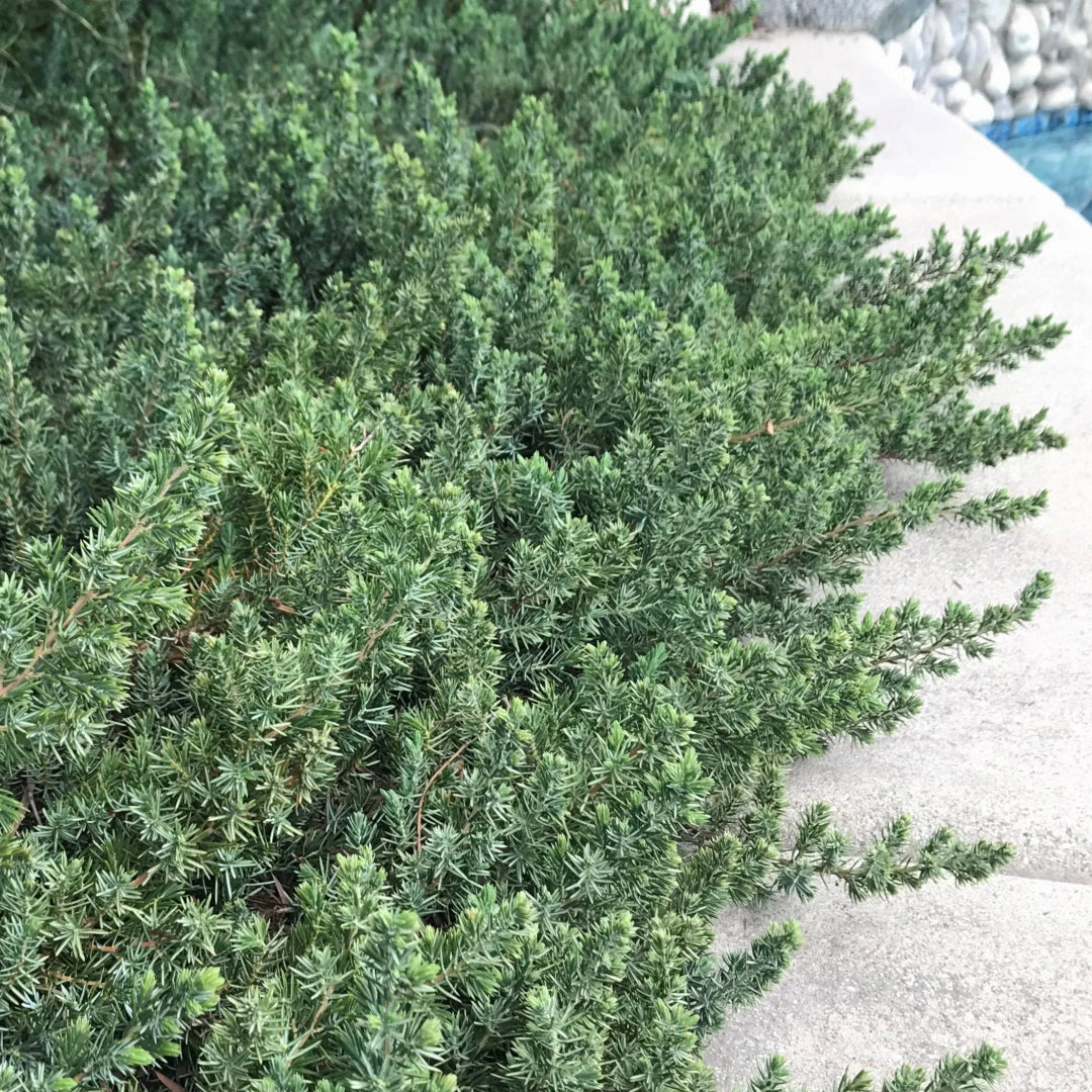 Juniperus Conferta &
