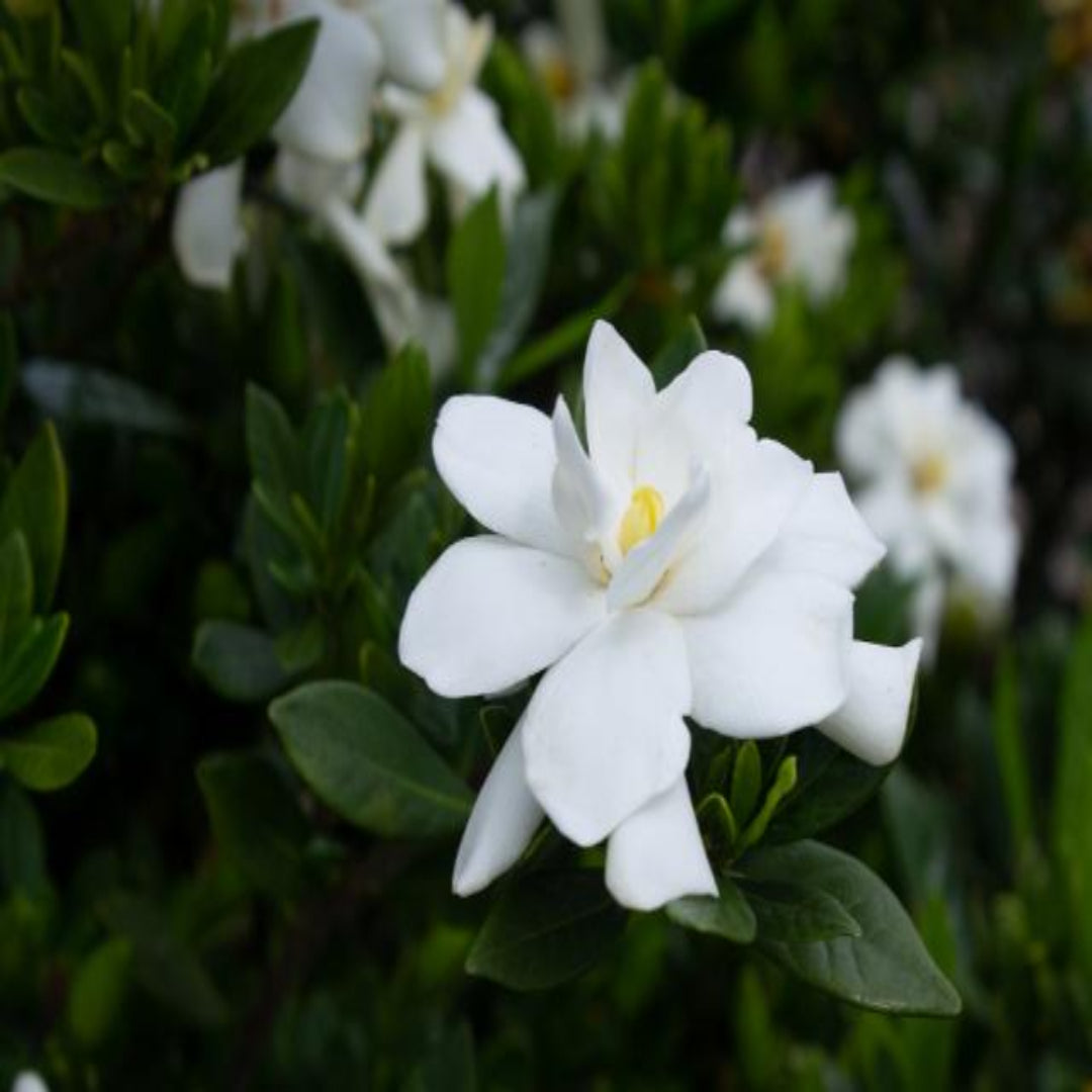 Echo Swan Princess Gardenia