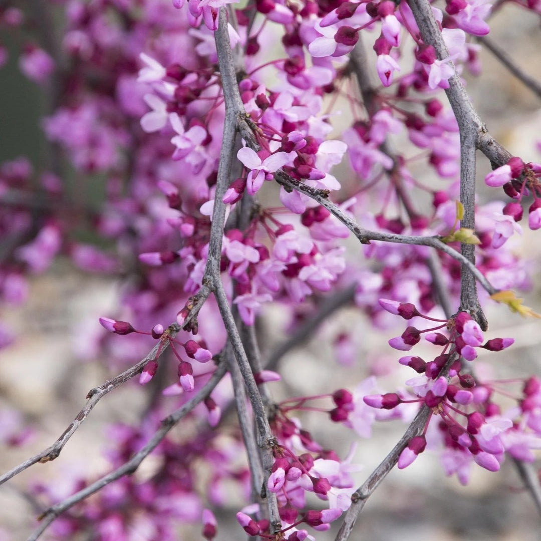 Lavender Twist Weeping Redbud Tree