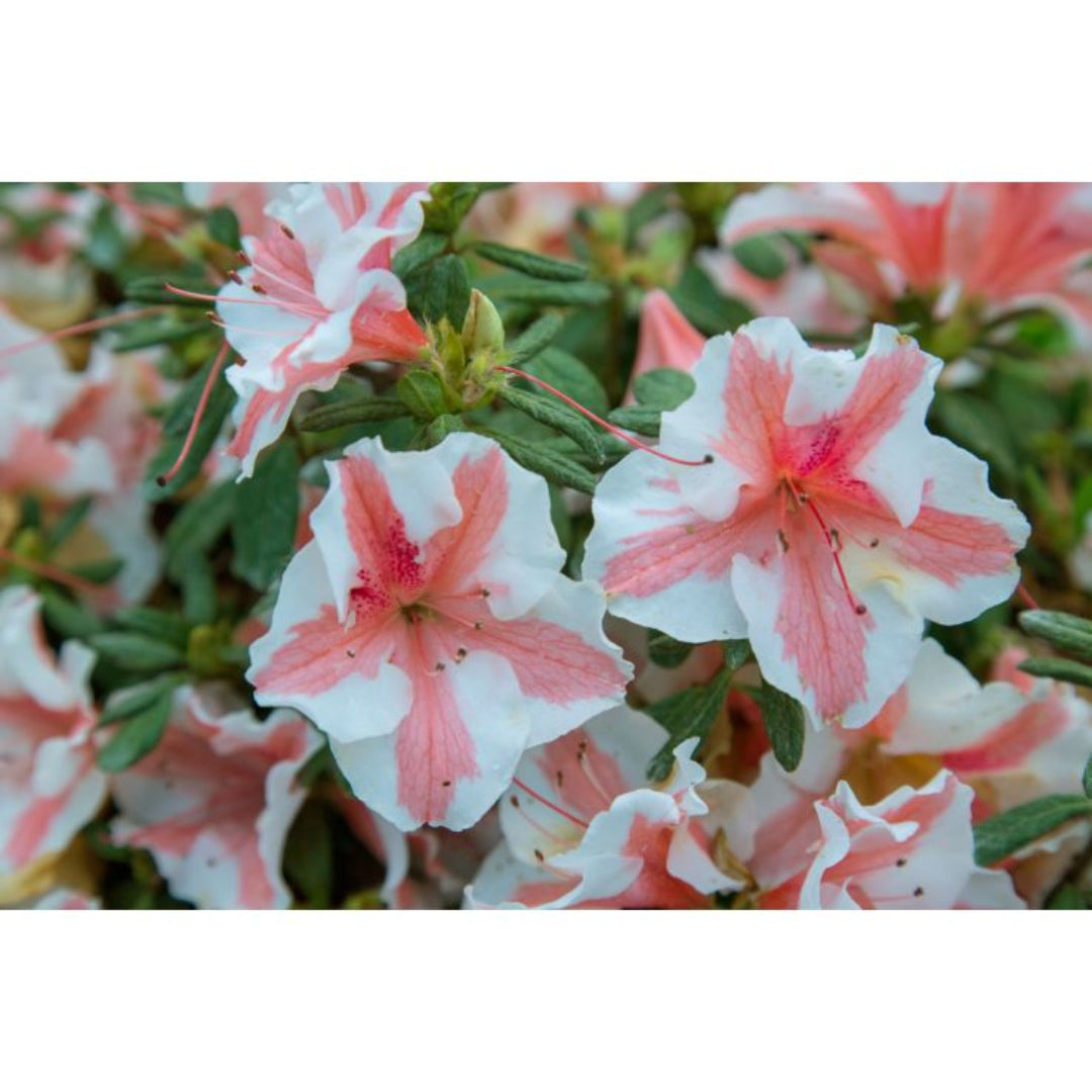 Autumn Starburts Encore Azalea