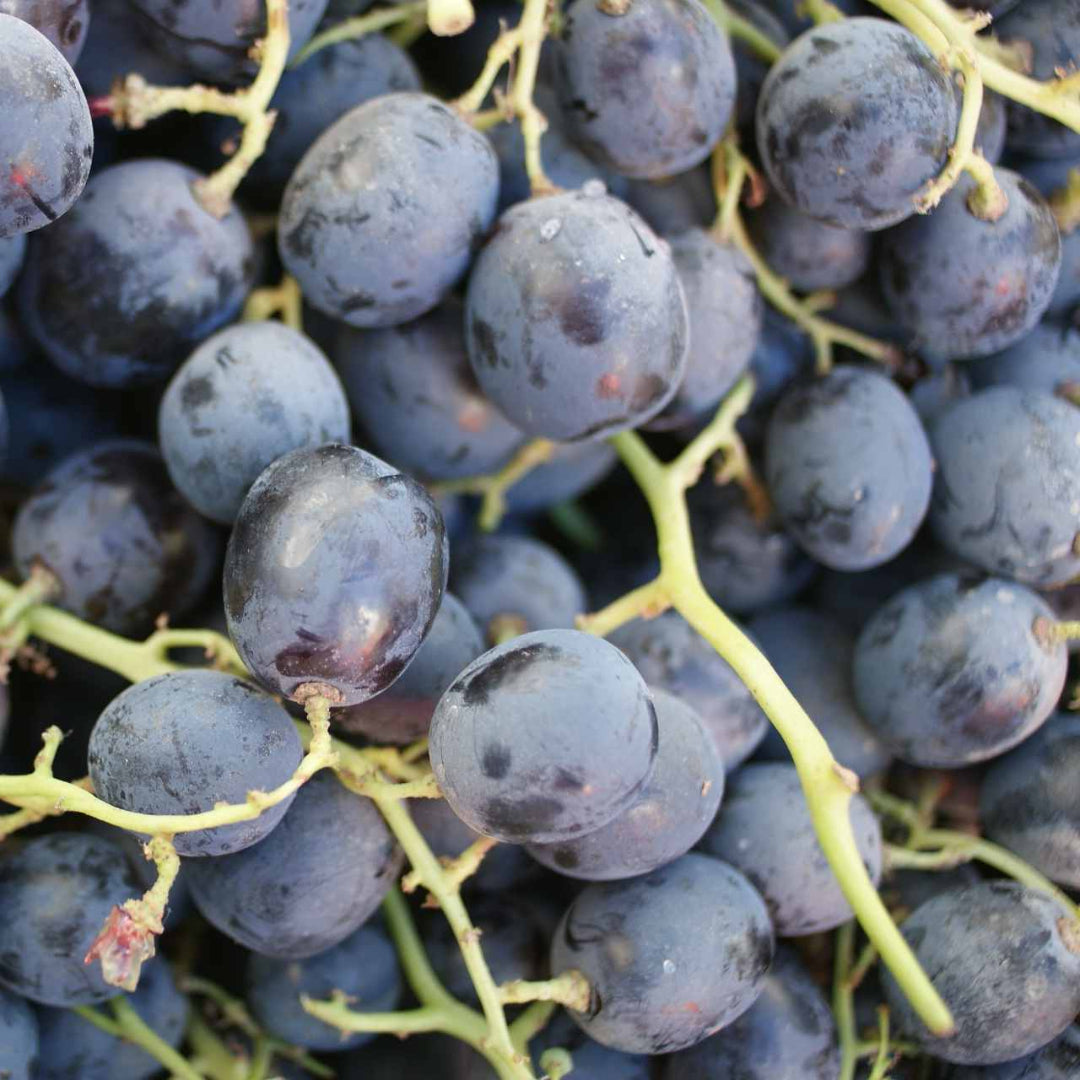 Grapes Variety Pack of 3 Combo