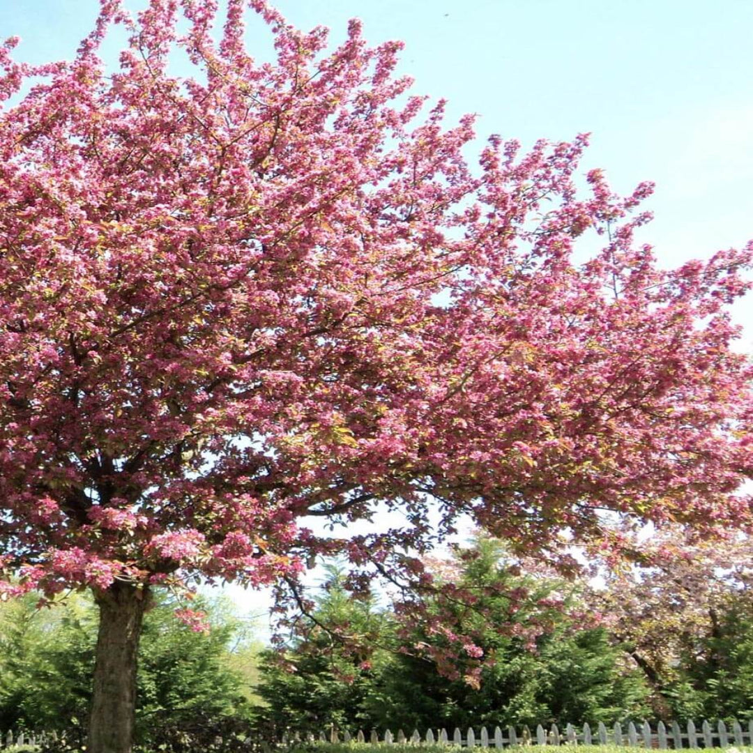 Robinson Crabapple