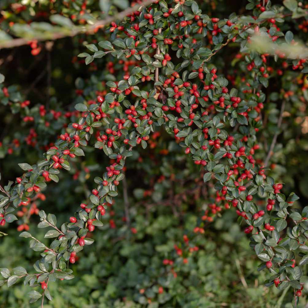 Cotoneaster Repandens