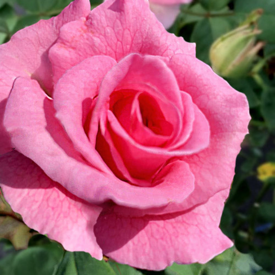 Brindabella Pink Princess Rose