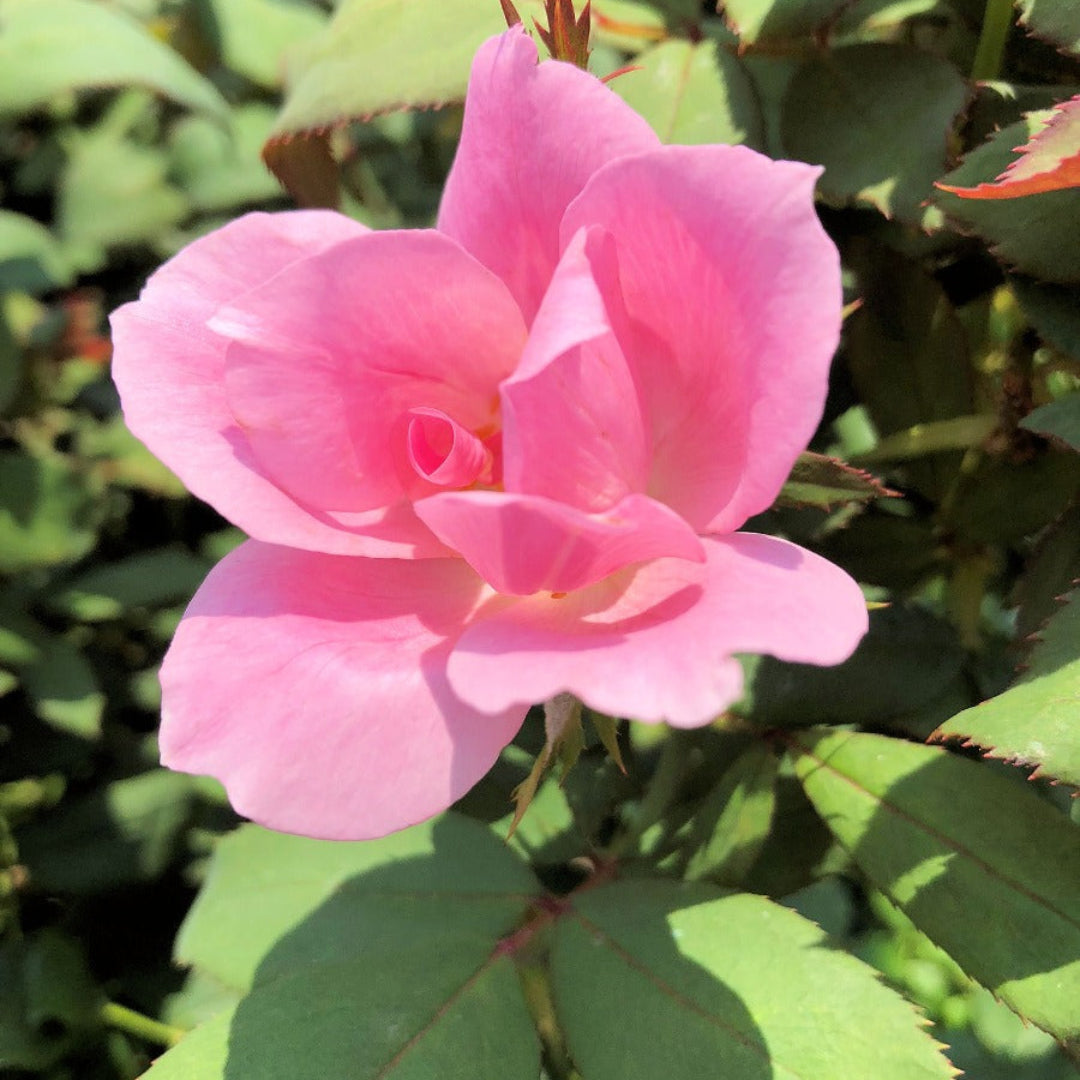 The Blushing Knock Out Rose