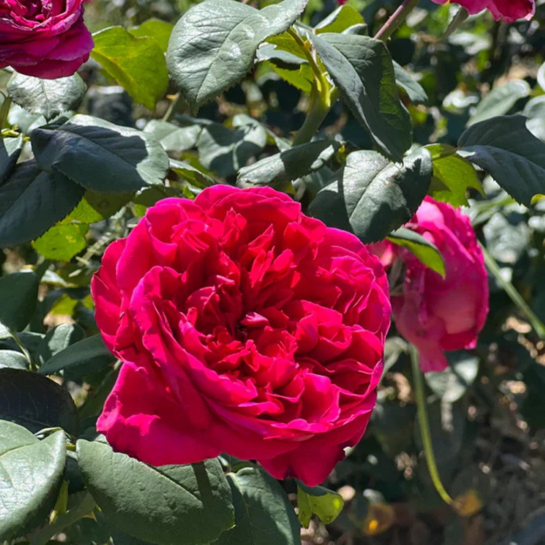 Rouge Royale Rose