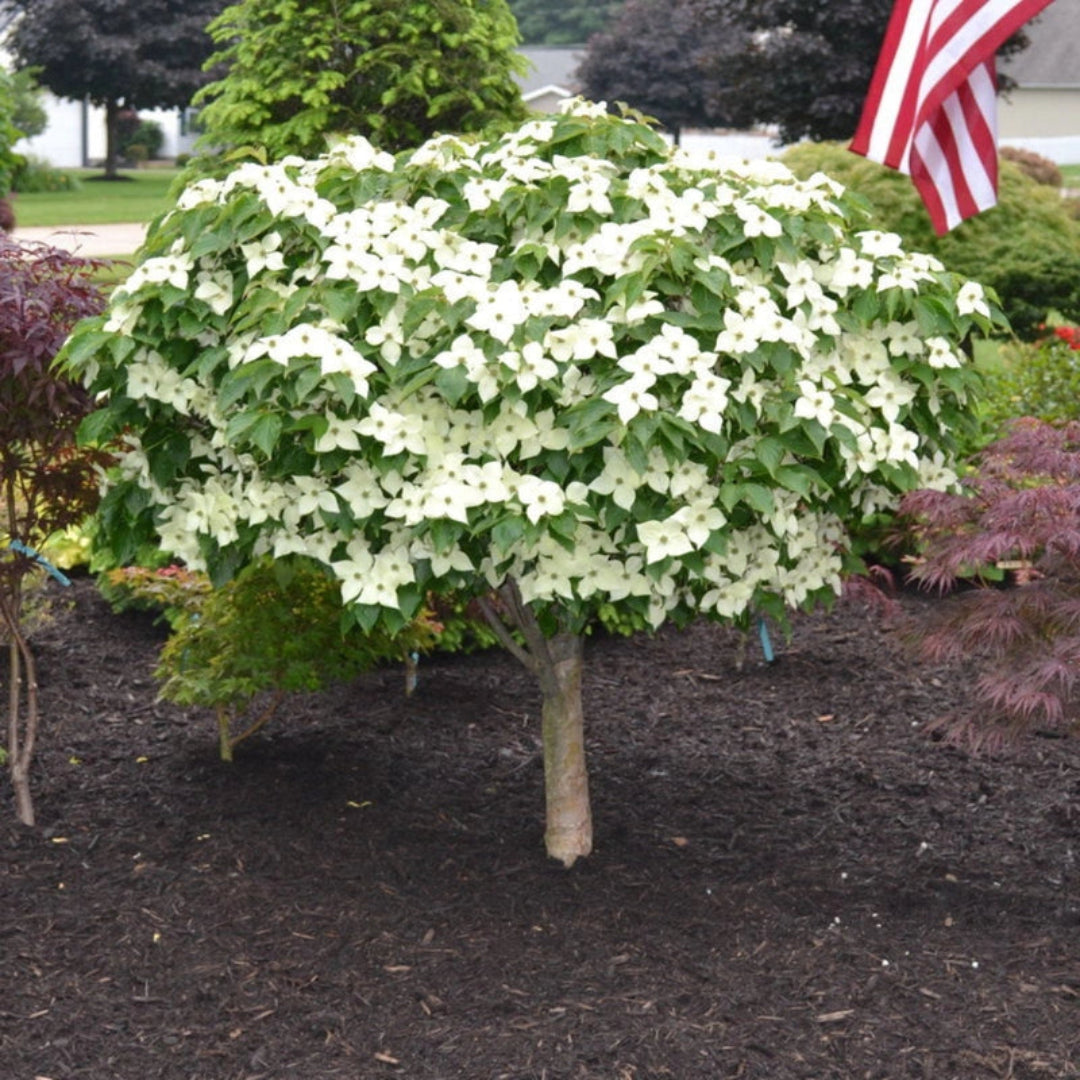 Milky Way Dogwood Tree