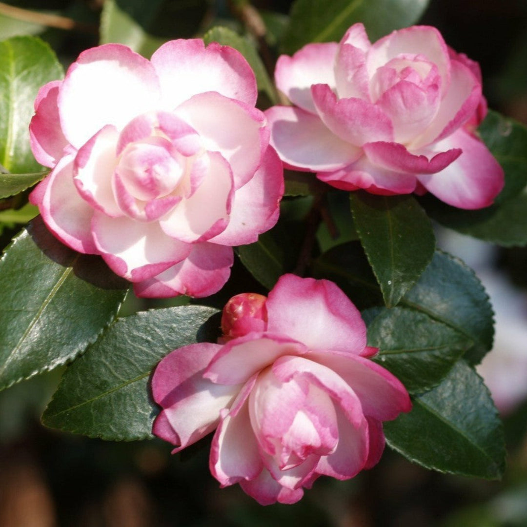Leslie Ann Camellia Sasanqua