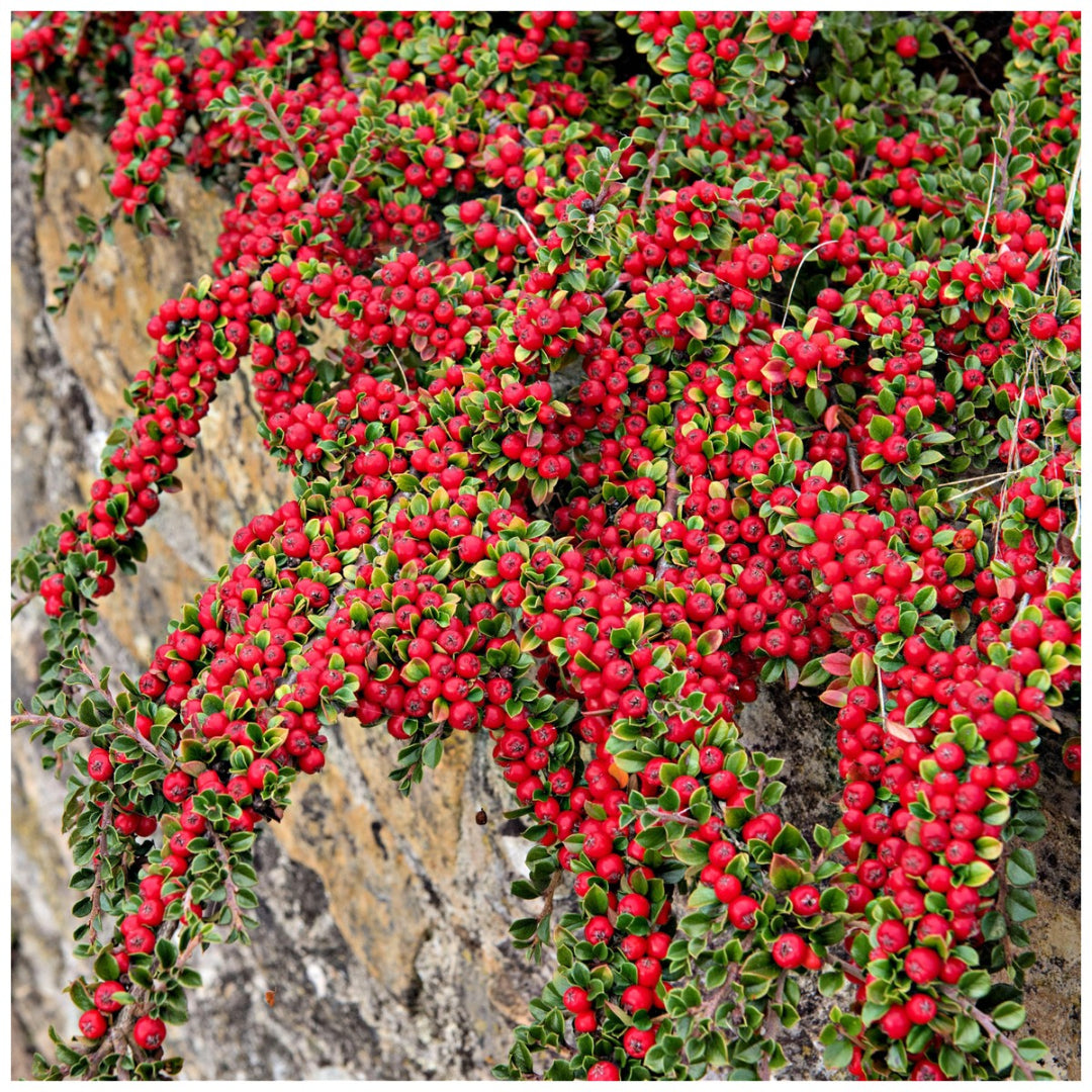 Cotoneaster Repandens