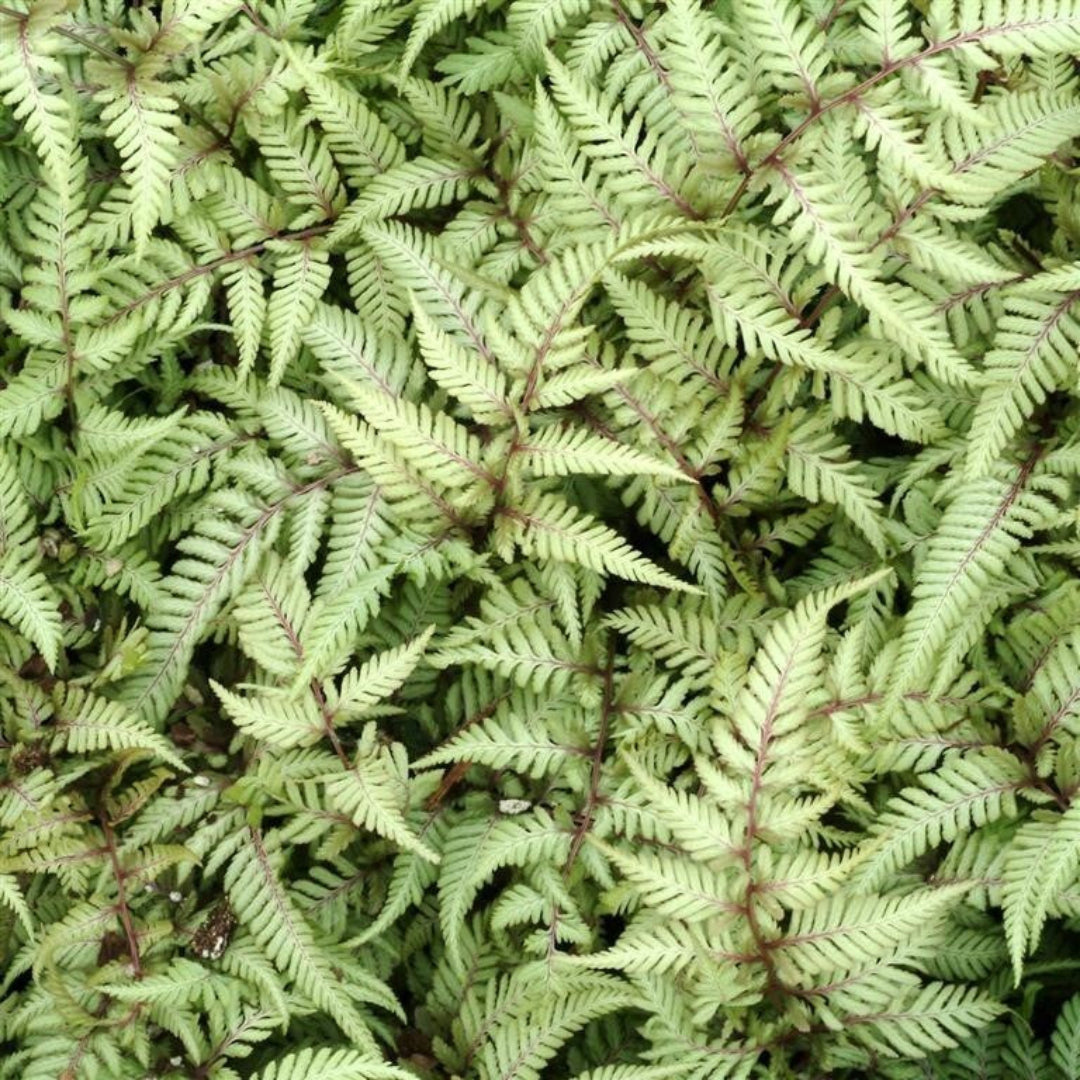 Japanese Painted Fern Multipack