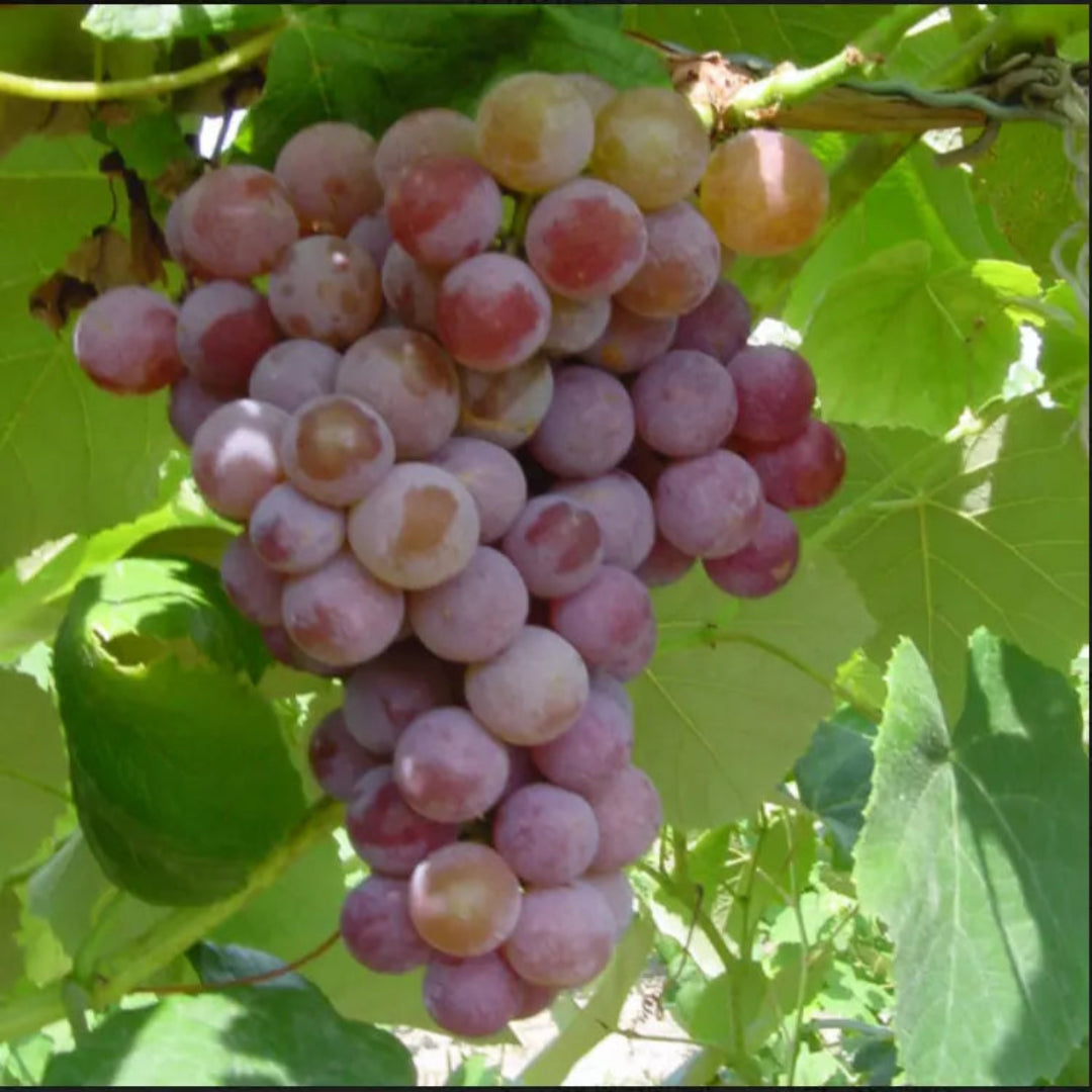 Compassion White Seedless Grape