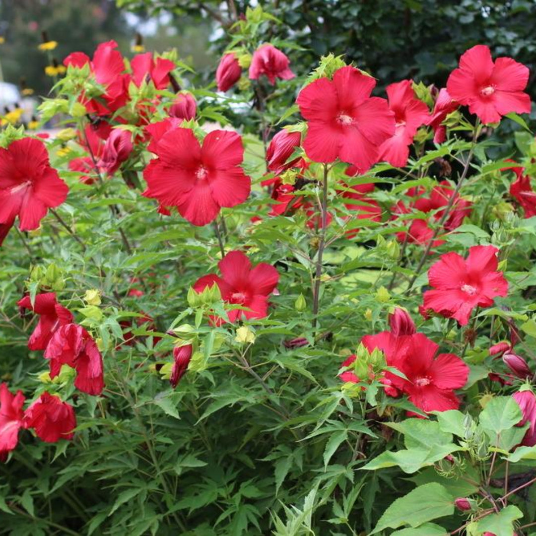 Lord Baltimore Hibiscus