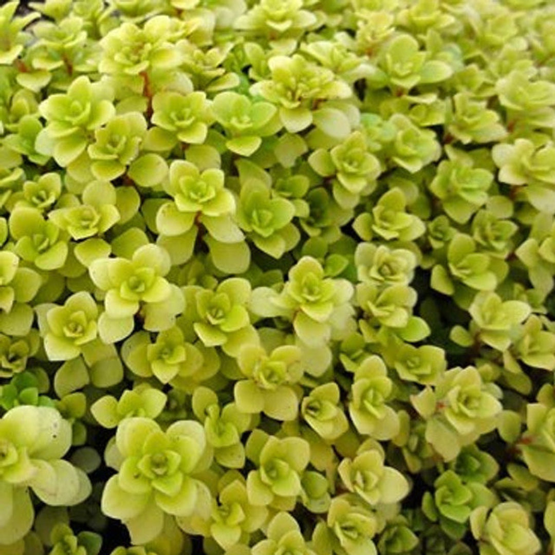 Sedum Tetractinum Chinese Sedum 10 count flat of 4.5" pots