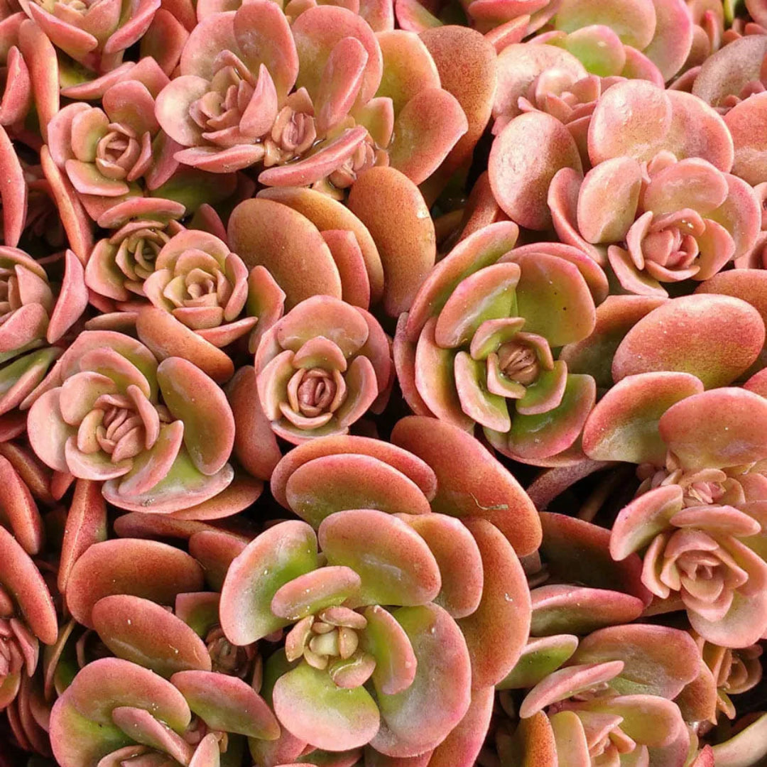 Coral Reef Sedum