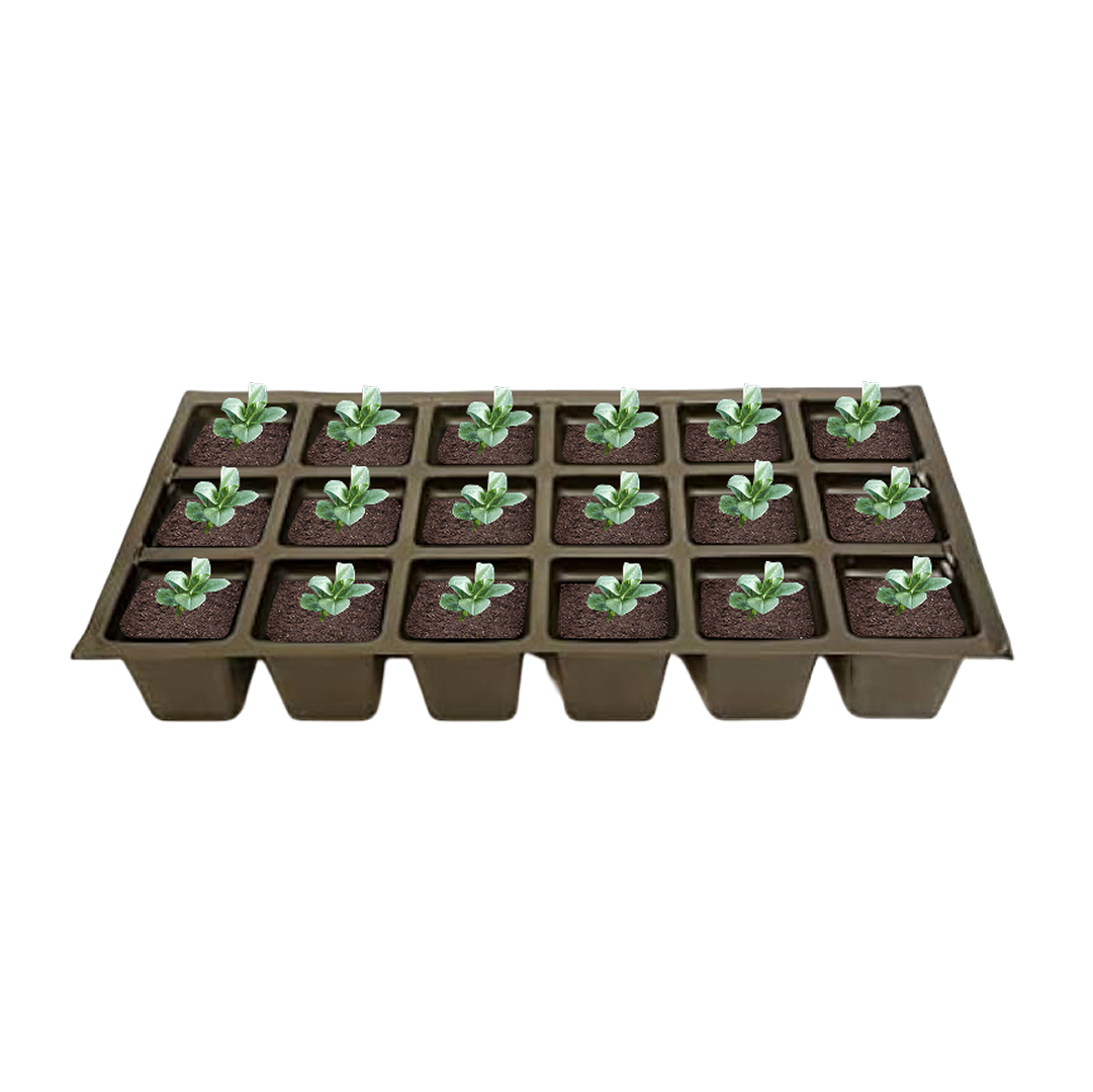 Tray of seedlings in small pots on a white background