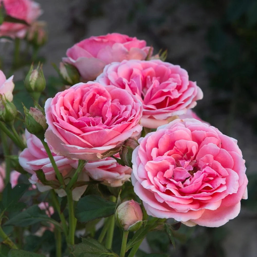 Sunrosa Fragrant Pink