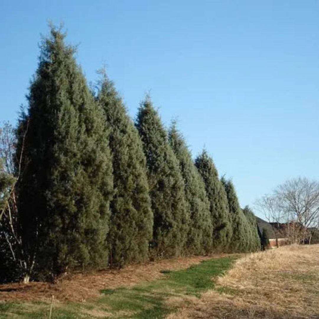 Silver Smoke Arizona Cypress Tree - (Christmas Tree)
