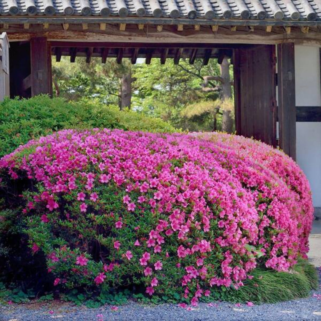 Judge Solomon Azalea