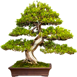 Bonsai Store Bonsai Store