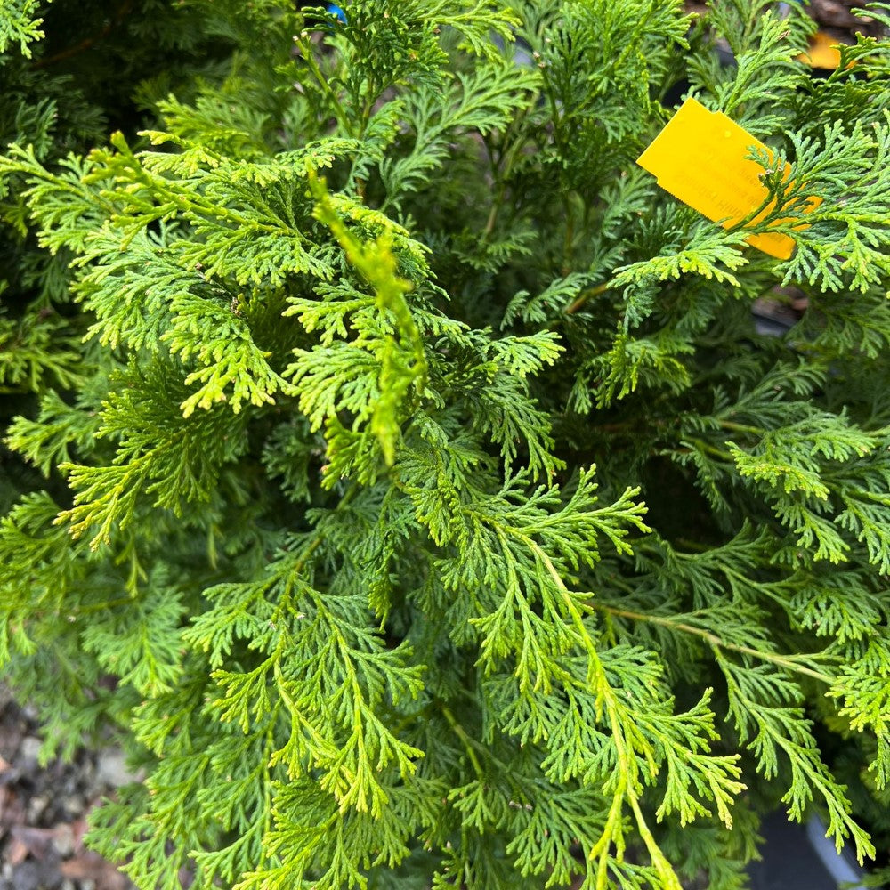 Slender Hinoki Cypress
