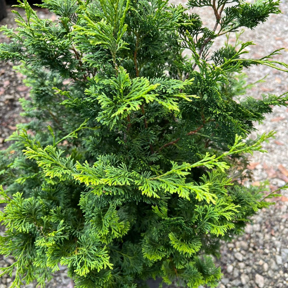 Slender Hinoki Cypress