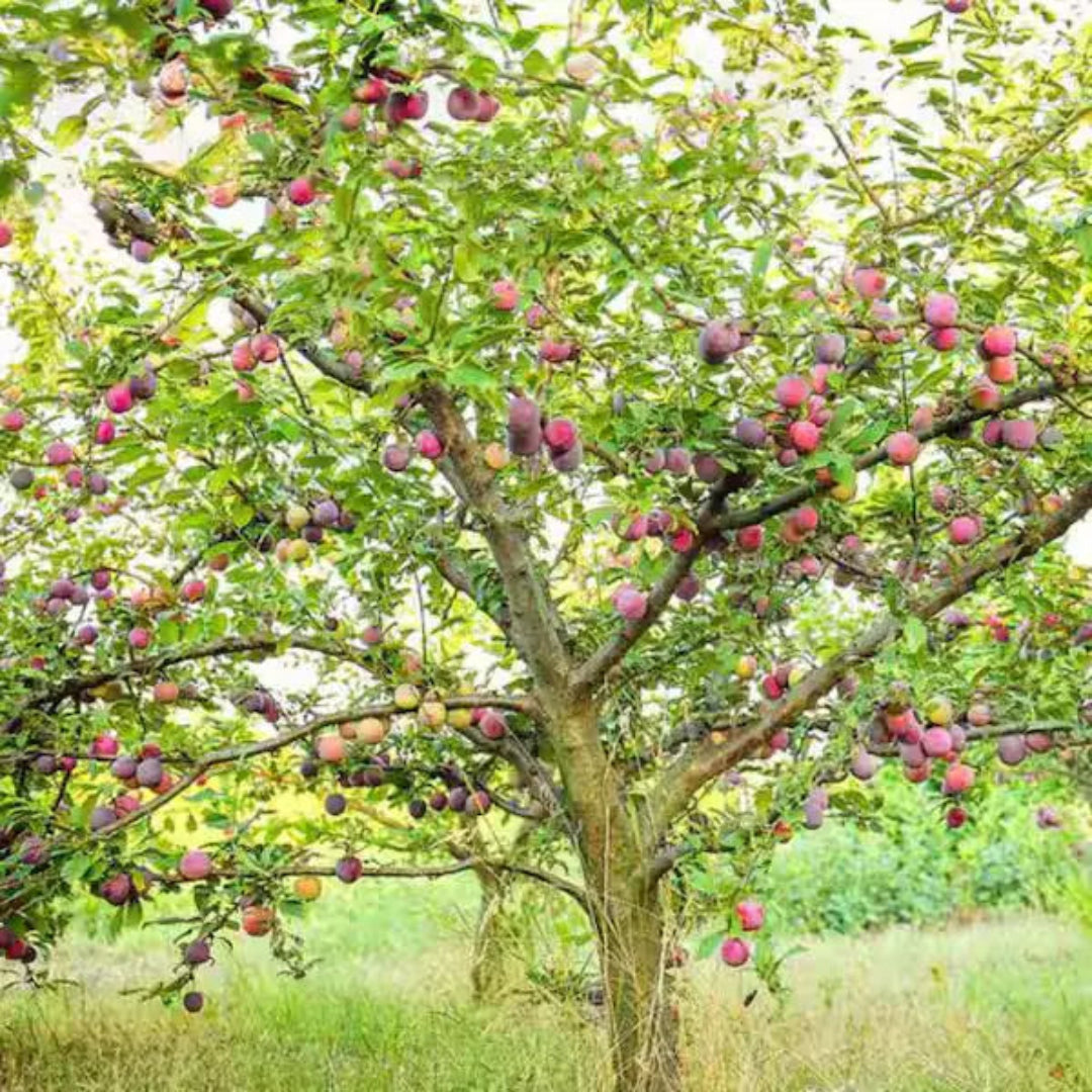 Byrongold Plum Tree