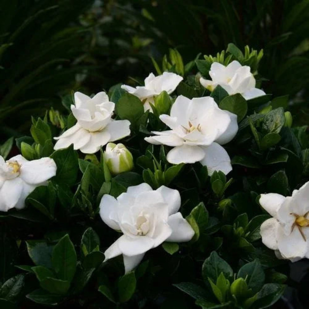 Ivory Palace Gardenia