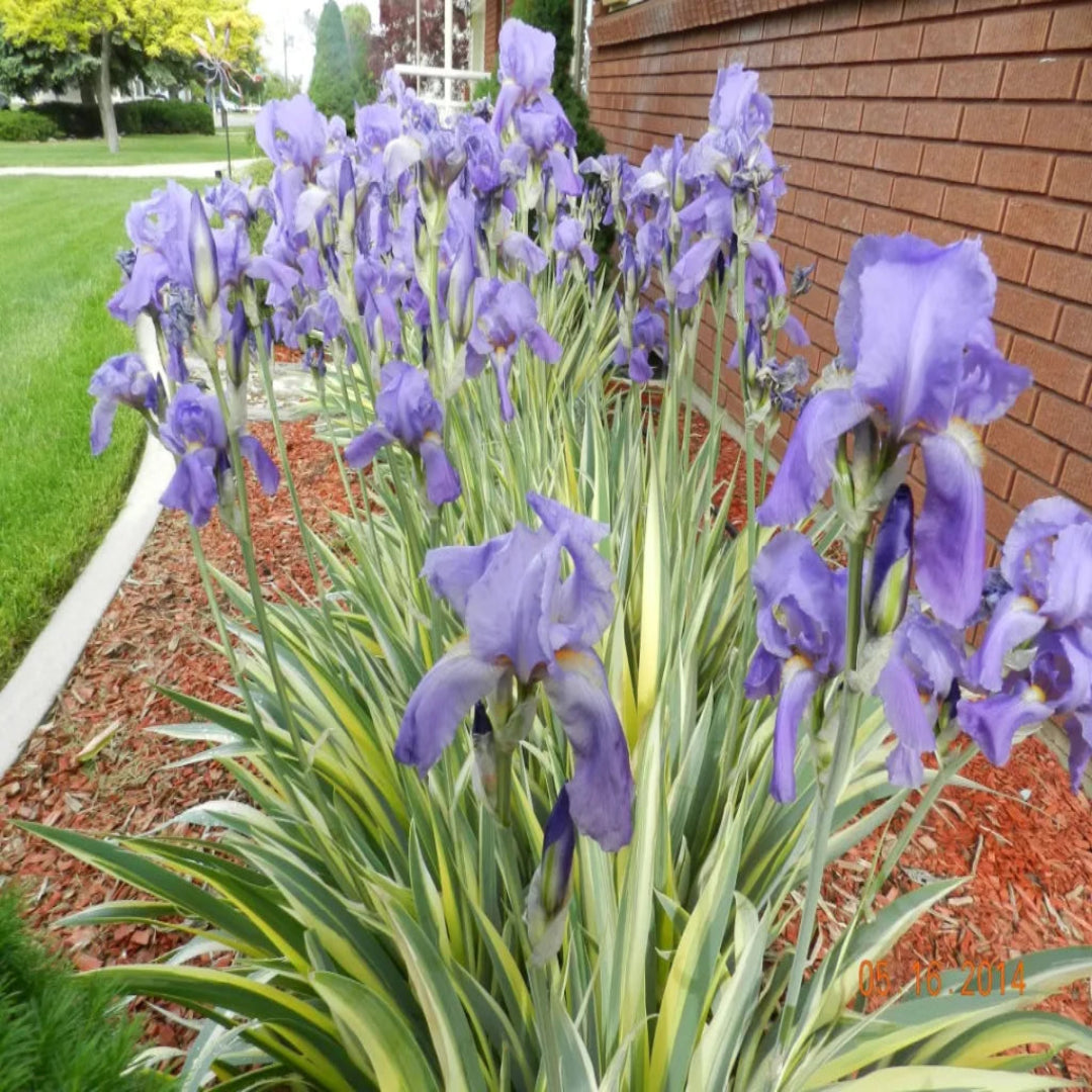 Iris Pallida Aureo Variegata Zebra Iris