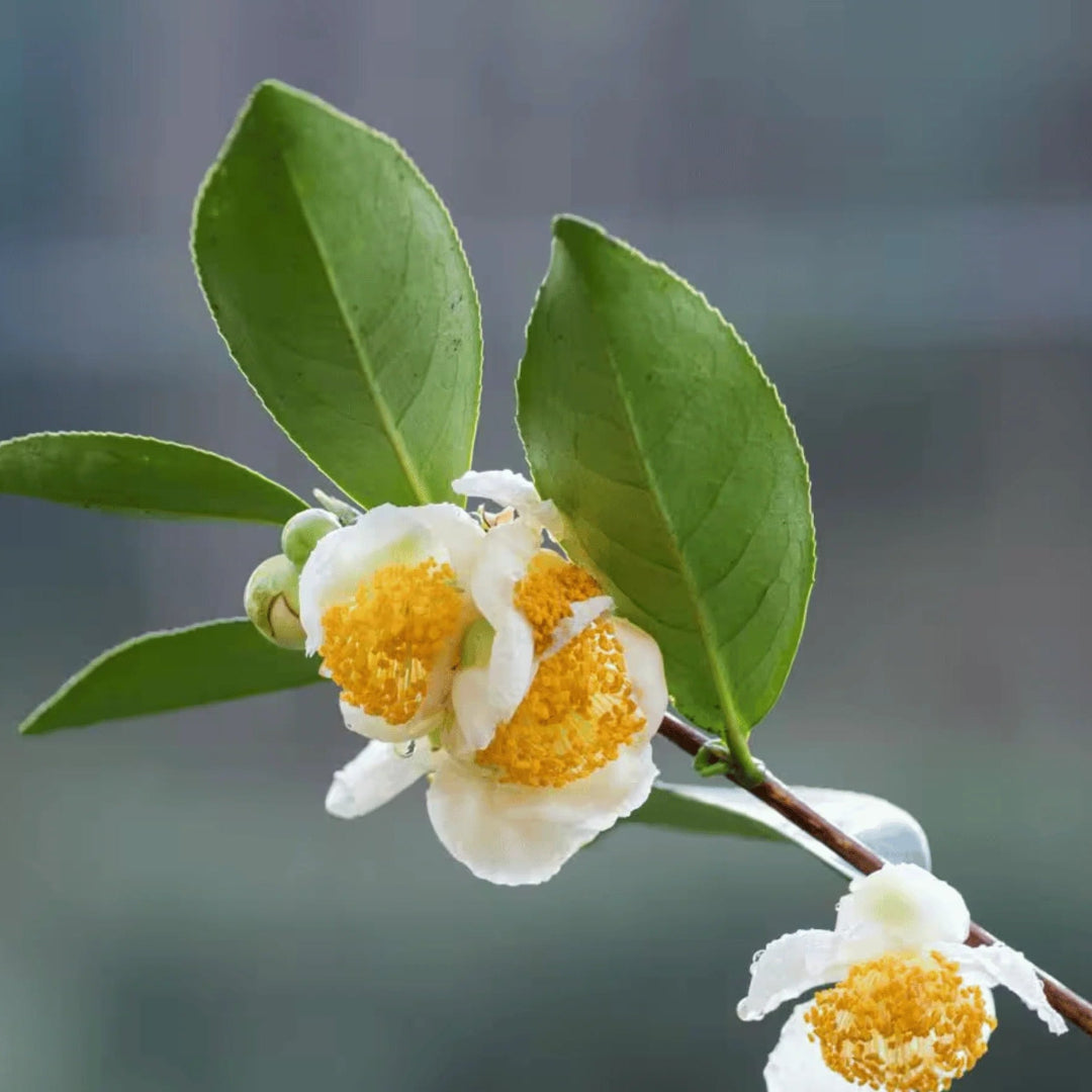Camellia Sinensis Tea Breeze